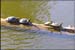 turtles_wood
