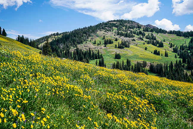 National Parks, National Monuments, and State Parks